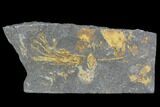 Ordovician Crinoid & Bivalve Fossil - Kaid Rami, Morocco #102847-1